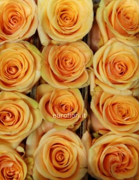 Rose colore arancio con numero scelto dal cliente 