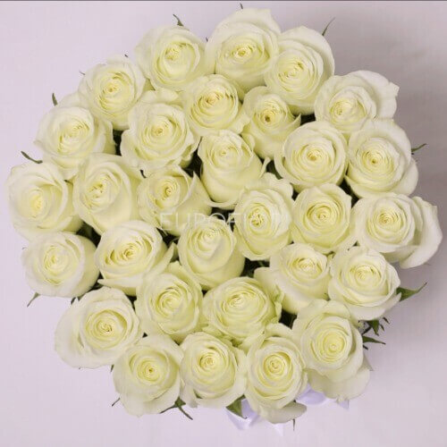 Rose Bianche