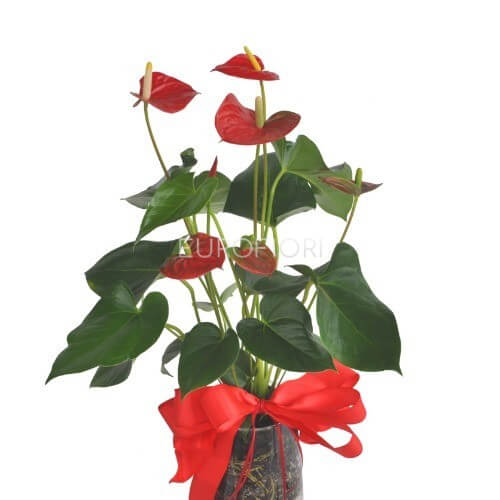 Piante di anthurium